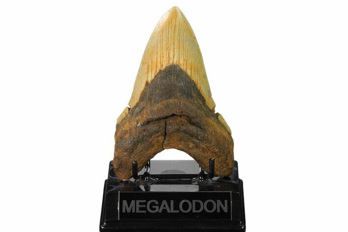 Serrated, Fossil Megalodon Tooth - North Carolina #160982